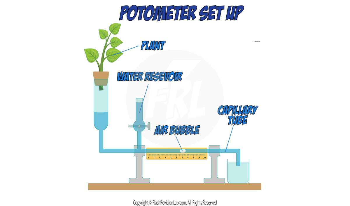 Potometer